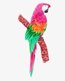 Tropical Birds Transparent, Hd Png Download , Png Download - Tropical Birds Clipart Pink, Png Download, Transparent PNG