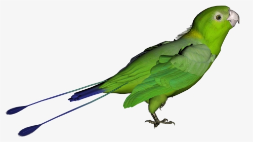 Parrot Png Clipart - Transparent Green Bird Png, Png Download, Transparent PNG