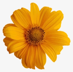 Cute Yellow Flower Stickers, HD Png Download, Transparent PNG