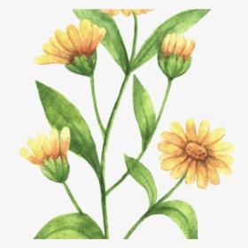 Rustic Marigold Seeds Wedding Favour Marry Golds Wildflower - Calendula Flower Drawing, HD Png Download, Transparent PNG