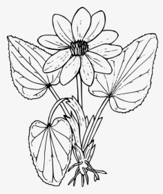 Marsh Marigold - Wild Flowers Colouring Sheets, HD Png Download, Transparent PNG