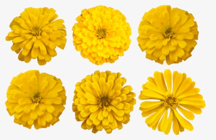 Marigold Flower Cutout Photo - Marigold Clipart, HD Png Download, Transparent PNG