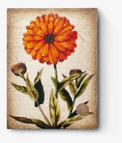 Marigold Necklace, Marigold Pendant, Vintage Marigold, - Vintage Marigold Botanical Illustration, HD Png Download, Transparent PNG