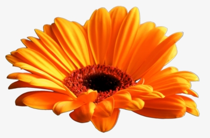 Gazania Png Download Image - Gerbera Daisy Flower Transparent Background, Png Download, Transparent PNG