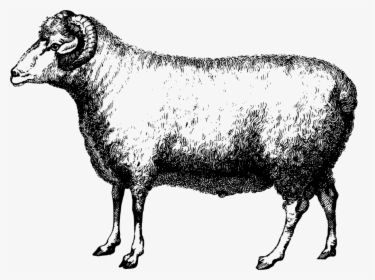 Sheep,terrestrial Animal,goat Antelope - Sheep Png Merino, Transparent Png, Transparent PNG