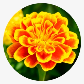 Marigold Wirkstoff-marigold - Tagetes Patula, HD Png Download, Transparent PNG