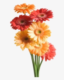 Gerbera Png Transparent Image - Flower Good Night Messages, Png Download, Transparent PNG