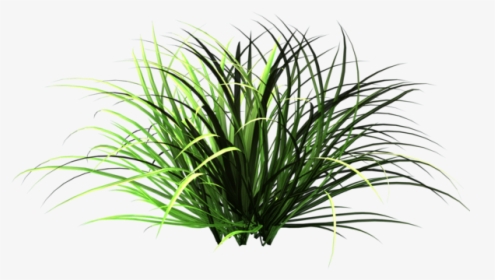 Garden Grass Png, Transparent Png, Transparent PNG