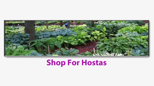 Transparent Ornamental Grass Png - Layout Hosta Garden Design, Png Download, Transparent PNG