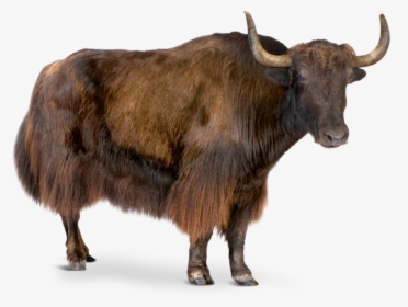 Yak White Background, HD Png Download, Transparent PNG