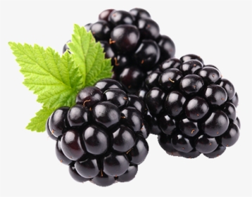 Blackberry Fruit Png Clipart - Blackberry Fruit, Transparent Png, Transparent PNG