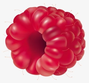Raspberry Fruit Png Clipart - Fruit Vector, Transparent Png, Transparent PNG