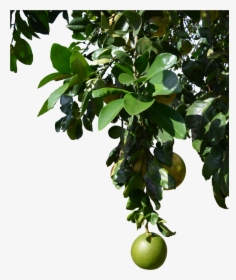 Fruit Tree Png, Transparent Png, Transparent PNG
