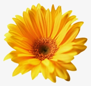 Download Gerbera Png Transparent For Designing Projects - Summer Flowers Cut Out, Png Download, Transparent PNG