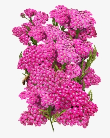 Cerise Queen Yarrow Seeds For Planting   Class Lazyload - Lilac, HD Png Download, Transparent PNG