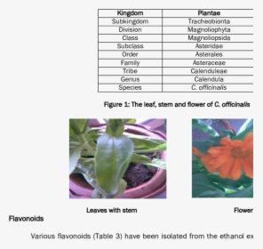 Scientific Classification Of Marigold, HD Png Download, Transparent PNG