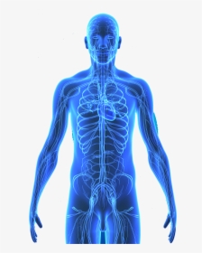 Human Body Anatomy Png, Transparent Png, Transparent PNG