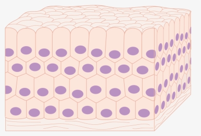 Tissue Png Page - Cell Tissue Png, Transparent Png, Transparent PNG