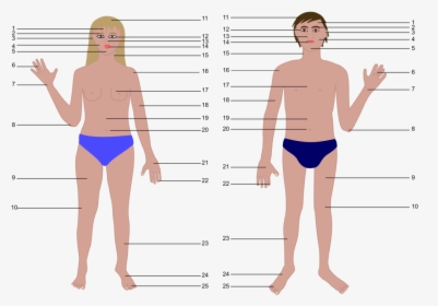 Thigh,briefs,girl - Human Body Parts Without Name, HD Png Download, Transparent PNG
