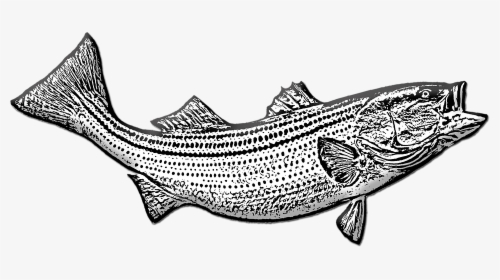 Bass Fish, Game Fishing, Fishing, Sport, Trophy - Drawing, HD Png Download, Transparent PNG