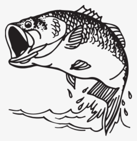 Largemouth Bass Decal Bass Fishing - Bass Fish Clipart, HD Png Download, Transparent PNG