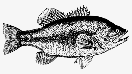 Transparent Fish Black And White Png - Sea Bass Fish Black And White, Png Download, Transparent PNG