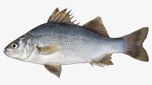 White Perch Vs Freshwater Drum, HD Png Download, Transparent PNG