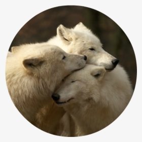 White Wolves , Png Download - Being A Family Means You Will Love, Transparent Png, Transparent PNG