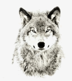 Wolves Don T Care About The Opinions, HD Png Download, Transparent PNG
