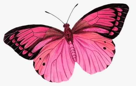 Monarch Butterfly Greta Oto Clip Art - Pink Butterfly No Background, HD Png Download, Transparent PNG