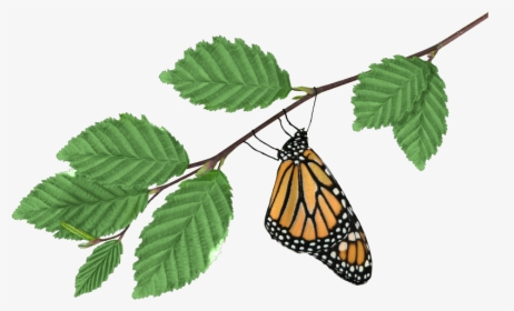 Monarch On Branch Transparent Png Image - Monarch Butterfly, Png Download, Transparent PNG