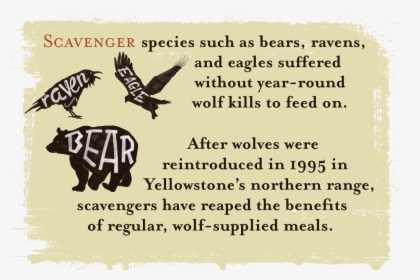 Scavenger Species Such As Bears, Ravens And Eagles - Wolves Keep Yellowstone In Balance, HD Png Download, Transparent PNG