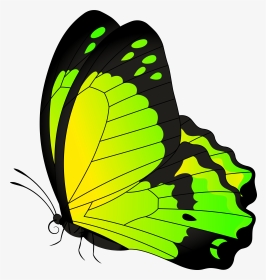 Transparent Butterfly Border Clipart - Butterfly Png Photo Green, Png Download, Transparent PNG