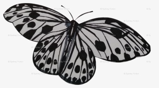Transparent White Butterfly Png - Monarch Butterfly, Png Download, Transparent PNG