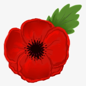 Poppy Clipart - Anzac Poppy Flower Drawing, HD Png Download, Transparent PNG