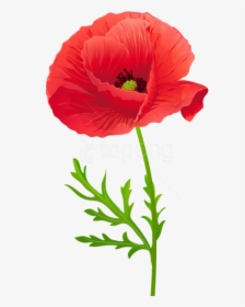 Red Poppy Flower Clipart, HD Png Download, Transparent PNG