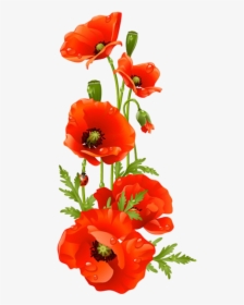 Bouquet Vector Poppy - Red Poppy Flower Clipart, HD Png Download, Transparent PNG