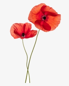 Common Poppy Flower Stock Photography Remembrance Poppy - Transparent Background Poppy Flowers Png, Png Download, Transparent PNG