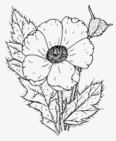 Prickly Poppy - Poppies Black And White, HD Png Download, Transparent PNG