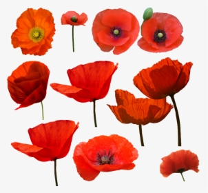 Amapolas Watercolor Poppy And - Amapolas Png, Transparent Png, Transparent PNG