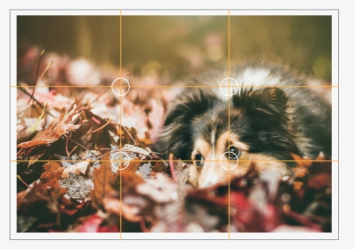 Fall Dogs, HD Png Download, Transparent PNG