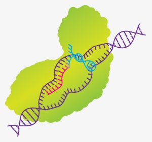 His Work Raises Ethical Concerns From Scientists Around - Crispr Cas9 Clip Art, HD Png Download, Transparent PNG