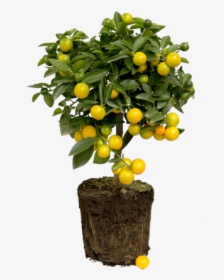 Lemon Tree - Citrus Limon Png, Transparent Png, Transparent PNG