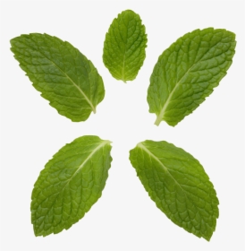 Peppermint Transparent Background - Mint And Curry Leaf, HD Png Download, Transparent PNG