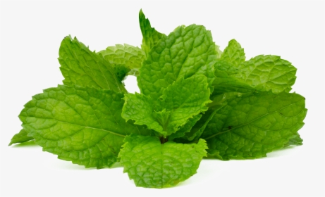 Peppermint Image Free, HD Png Download, Transparent PNG
