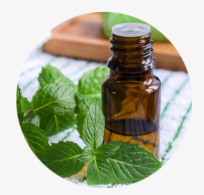 Peppermint Essential Oil, HD Png Download, Transparent PNG