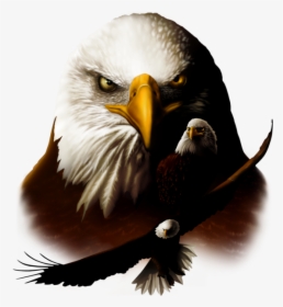 Transparent Patriotic Bald Eagle Clipart - Beautiful Eagle Head Png, Png Download, Transparent PNG