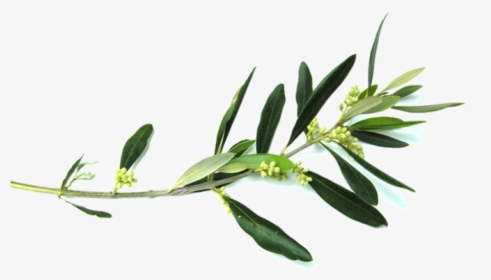 Olive Branch Flower Clip Art - Olive Tree Branch Png, Transparent Png, Transparent PNG