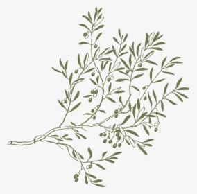 Olive Tree Branches Drawing, HD Png Download, Transparent PNG