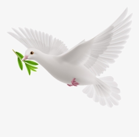 Transparent Olive Branch Clipart - White Flying Pigeon Png, Png Download, Transparent PNG
